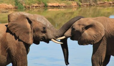 African elephants