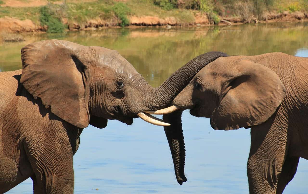 African elephants