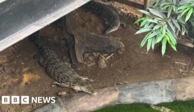 Murder bid arrest after boy ends up in crocodile pen in Old Hurst - BBC