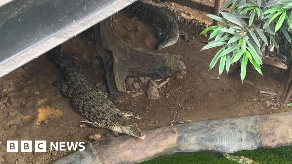 Murder bid arrest after boy ends up in crocodile pen in Old Hurst - BBC