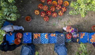 Food and agriculture: champions for the environment