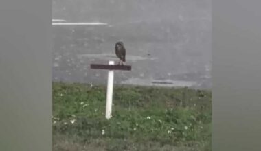 Cape Coral sidewalk project sparks debate over burrowing owl habitats