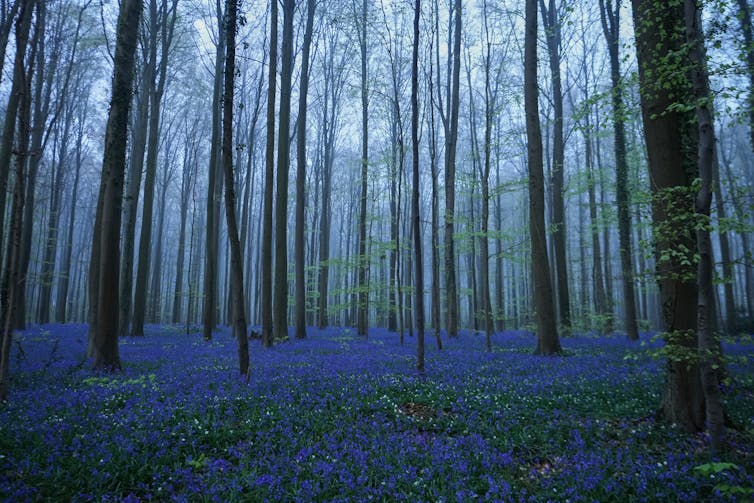 tall trees in a forest, the forest floor is covered with purple flowers