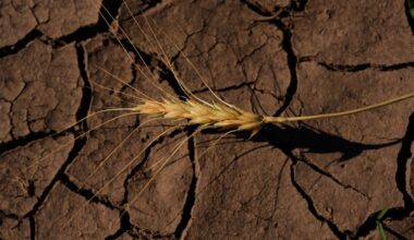 What happens when the world’s breadbaskets start failing simultaneously?