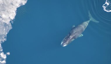 Centuries-old logbooks reveal how bowhead whales are recovering from near-extinction