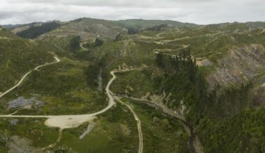 NZ’s new forestry rules promise consistency. Will they also increase environmental risk?