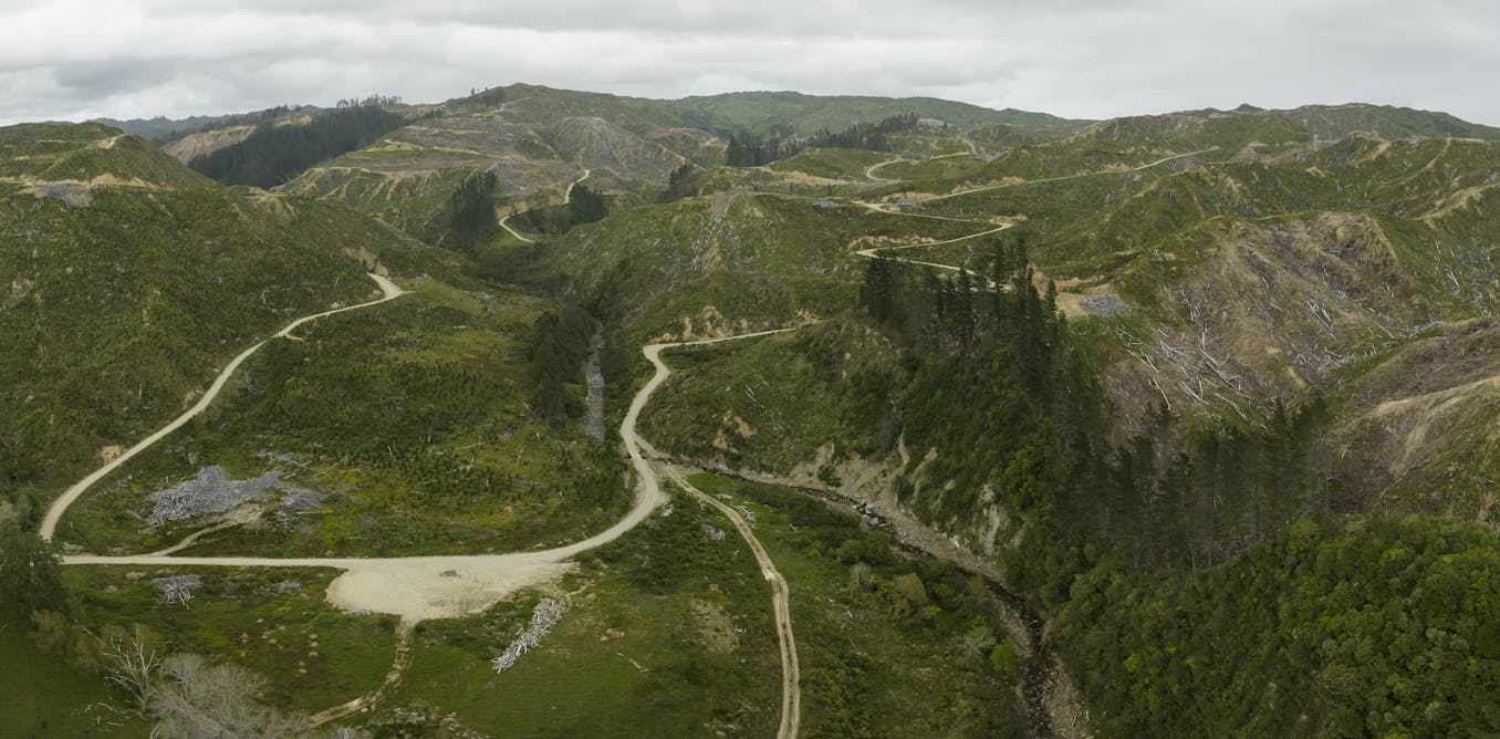 NZ’s new forestry rules promise consistency. Will they also increase environmental risk?