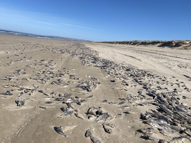 beach with piles of dead fish piled up, blue sky.
