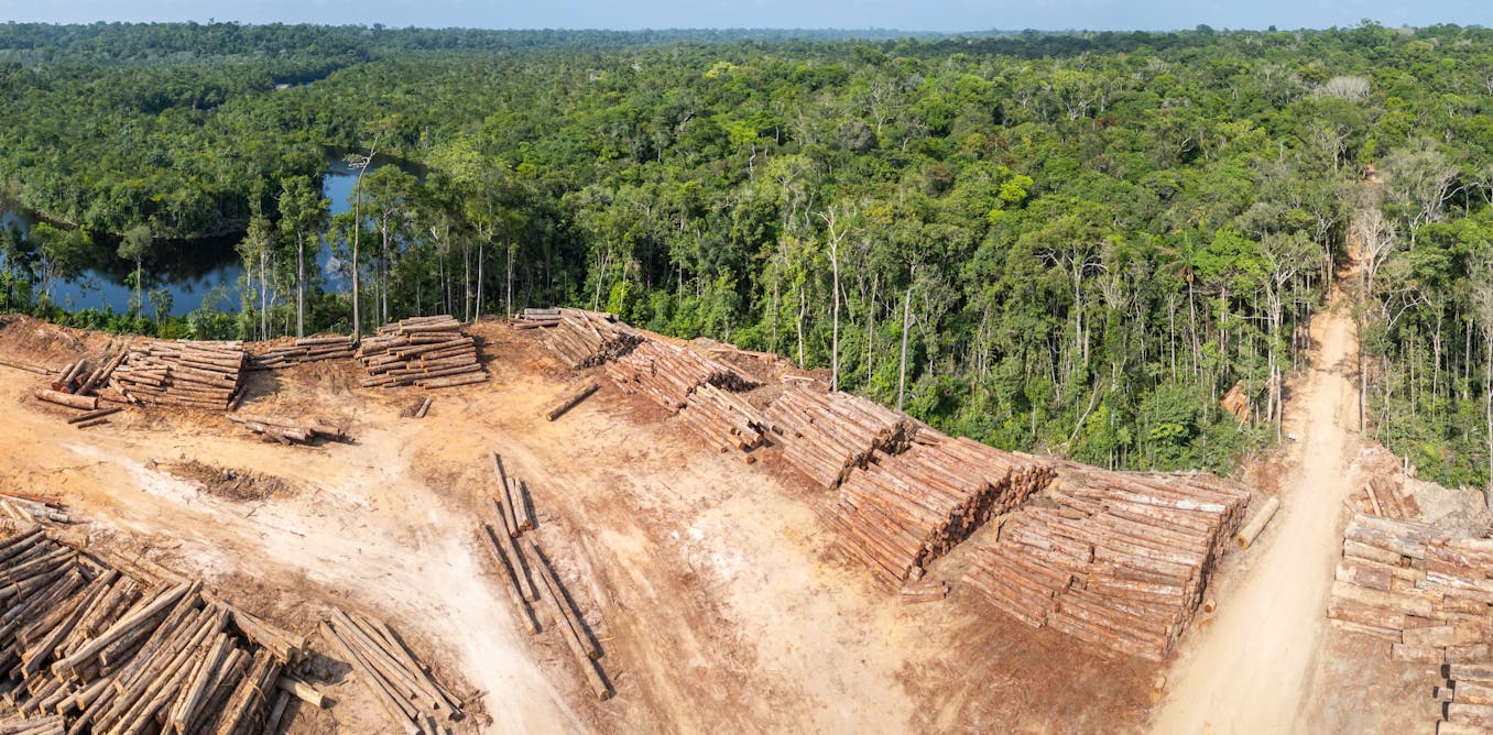 How positive tipping points may be the key to protecting tropical rainforests