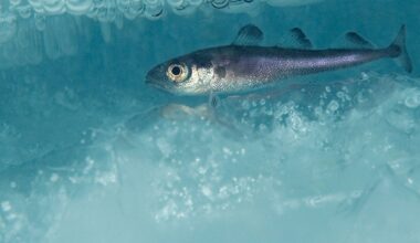 This successful Arctic fishing treaty has kept Russia, China, the US and others working together for 5 years – it could be a model for future diplomacy