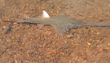 Climate change is causing fish to move to cooler water. But what if their escape route is blocked?