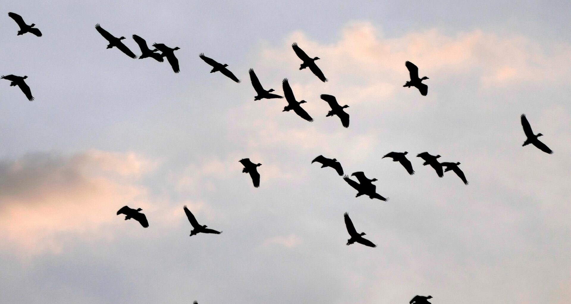 Australia confirms first case of H5N1 bird flu