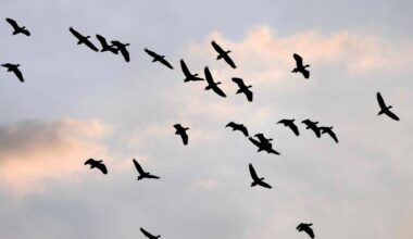 Australia confirms first case of H5N1 bird flu