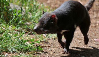 Tasmanian devil named Mary still missing 3 days after escaping wildlife park in Australia: "A mystery"