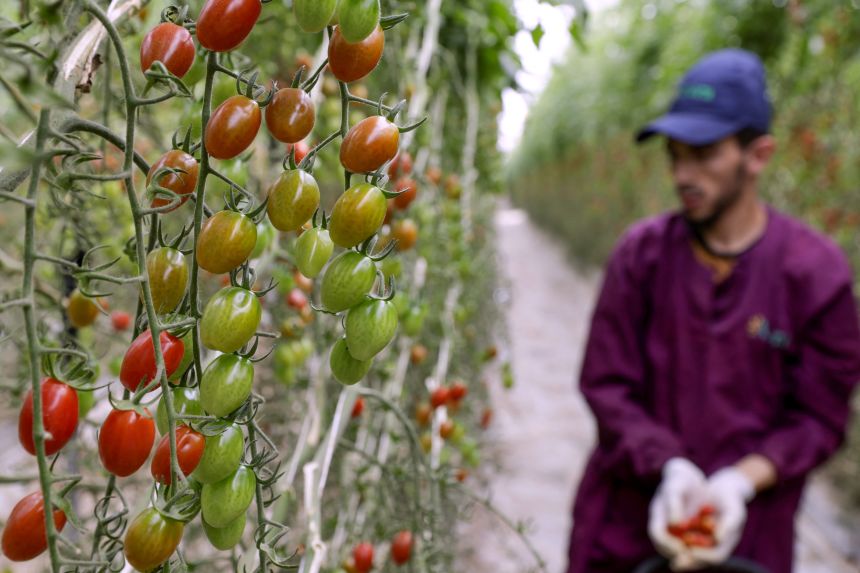 At this farm in the Chtouka Aït Baha region, the heart of Morocco's greenhouse export sector,  crops depend on desalinated water to keep the volume and quality international markets demand.