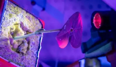Astronauts could grow their own medicines in space