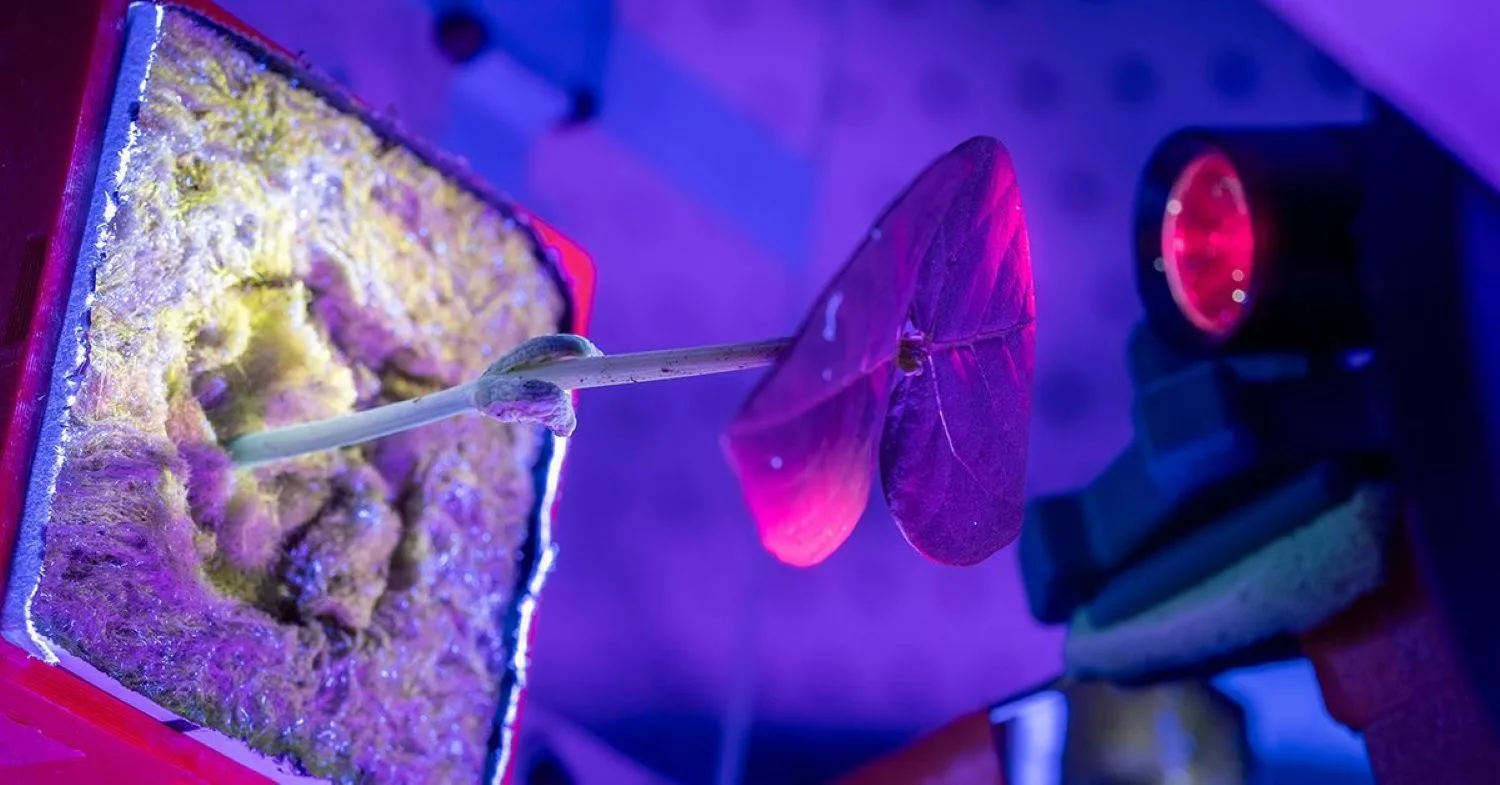 Astronauts could grow their own medicines in space