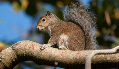 Should grey squirrels be killed in Dublin and Wicklow? Officials want to hear from you
