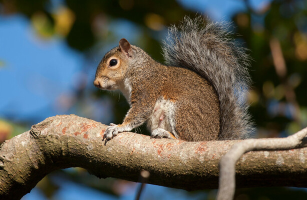 Should grey squirrels be killed in Dublin and Wicklow? Officials want to hear from you