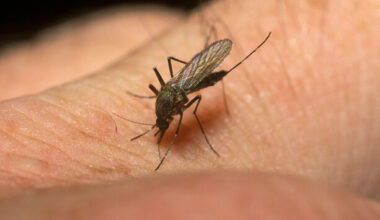 Are you a mosquito magnet? Here's why · TheJournal.ie
