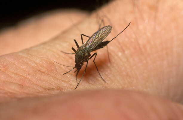 Are you a mosquito magnet? Here's why · TheJournal.ie