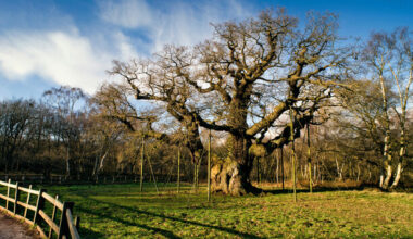 Quiz: How much do you know about trees? · TheJournal.ie