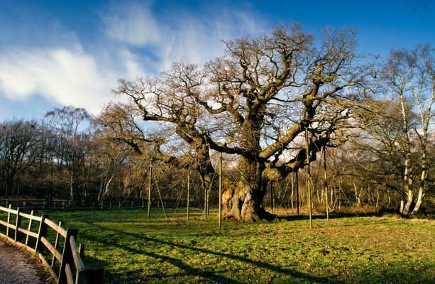 Quiz: How much do you know about trees? · TheJournal.ie