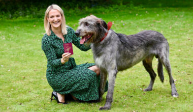 The Irish wolfhound features prominently on Ireland’s new passport - The Journal