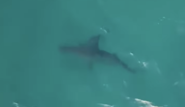 Sharks in the water and the World Cup on Sydney's mind · The 42