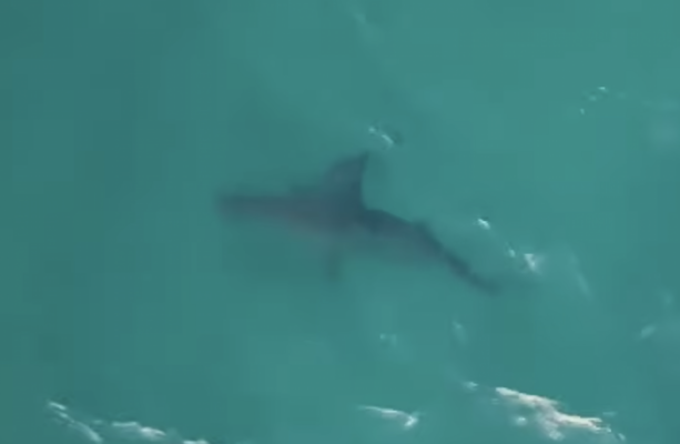 Sharks in the water and the World Cup on Sydney's mind · The 42