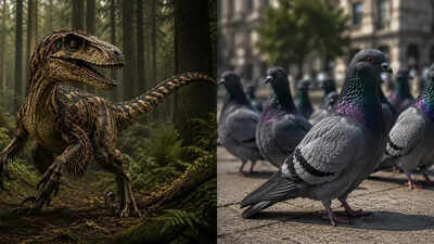 How dinosaurs evolved into birds: Evolution from Deinonychus to the pigeons