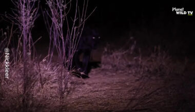 Rare Black Leopard Captured on Night Patrol