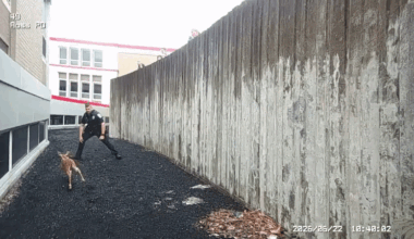 'You're the Man!': Pittsburgh Cop Shows Nifty Reflexes to Grab Deer