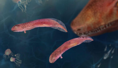 New fossil evidence suggests that embolomeres did not undergo a metamorphosis the way that modern amphibians do when growing up, which challenges a long-standing scientific belief that amphibians, reptiles, and mammals evolved from animals that had a tadpole stage. Image credit: Berit Godring.