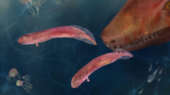 New fossil evidence suggests that embolomeres did not undergo a metamorphosis the way that modern amphibians do when growing up, which challenges a long-standing scientific belief that amphibians, reptiles, and mammals evolved from animals that had a tadpole stage. Image credit: Berit Godring.