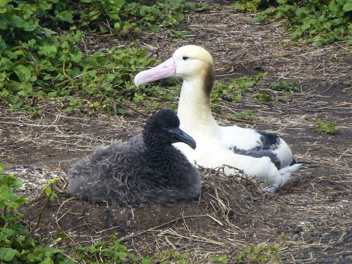 Over 10,000 albatrosses reported on Japan island after "extinction"
