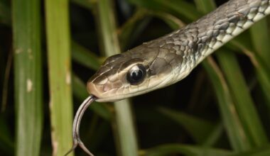 The eastern brown snake, responsible for the majority of Australia's snakebite deaths, is so well adapted to suburban Brisbane and Sydney backyards that catchers remove thousands each summer from garages, swimming pool filters, and kitchen pantries chasing the introduced black rats that thrive in human kitchens.
