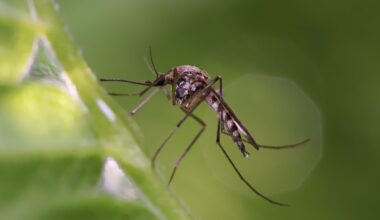 Healthy infant microbiomes appear to protect against malaria