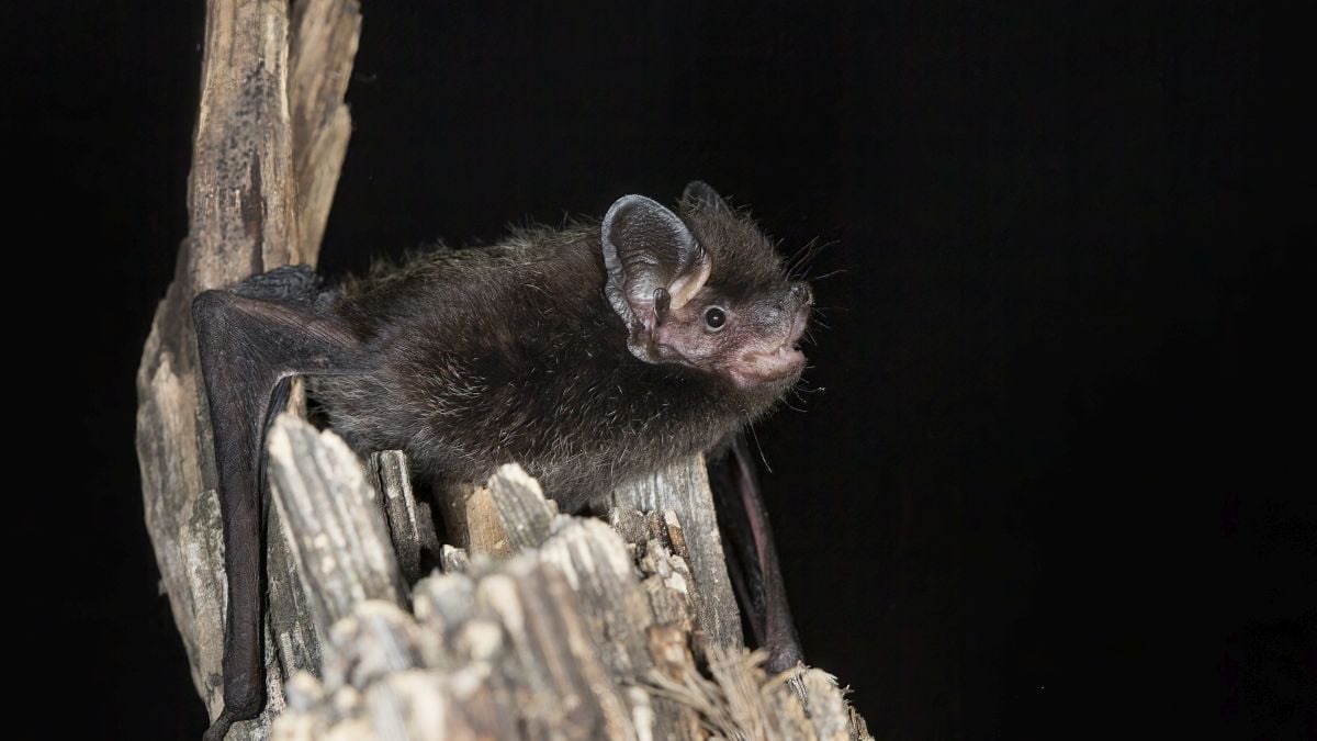 Ontario Child Dies From Rabies in First Locally Acquired Case Since 1967 : ScienceAlert