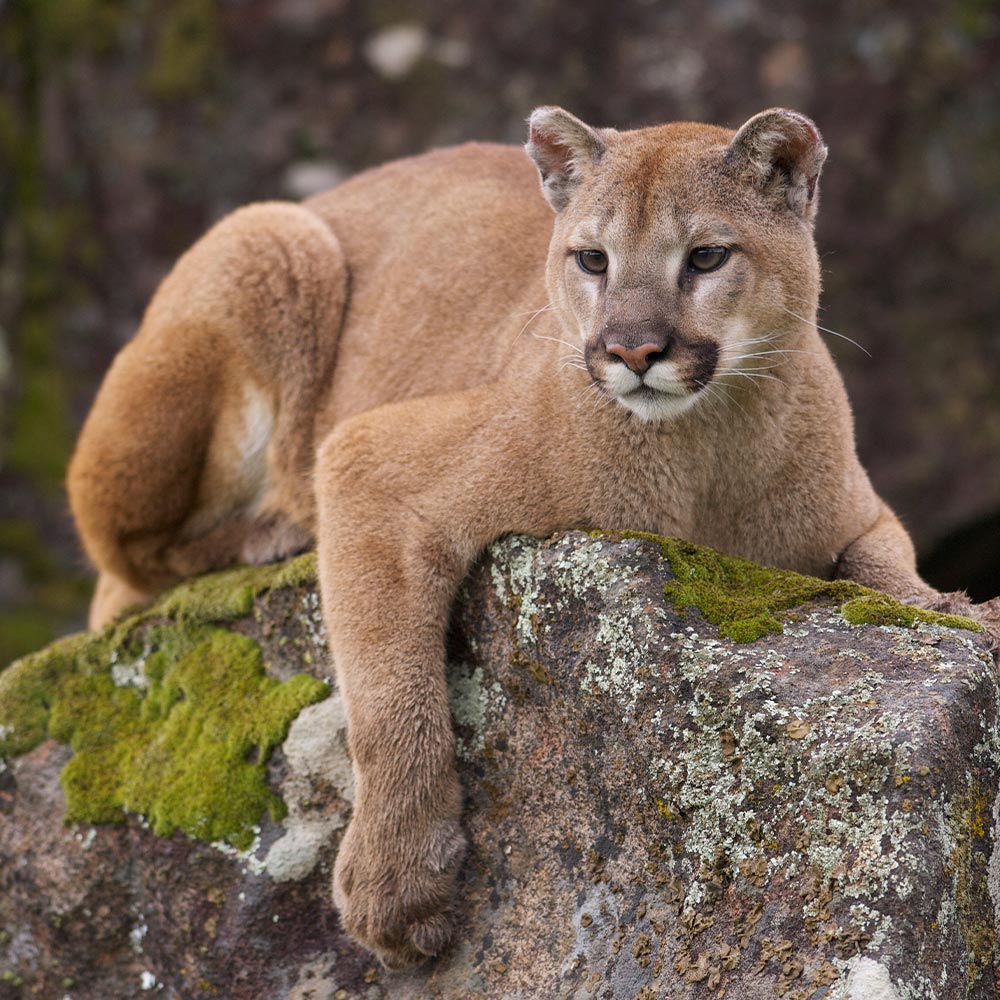 Stop Northlake From Blocking Mountain Lion Habitat