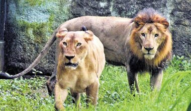 The Gir paradox: Why the world's only wild Asiatic lions face growing risks despite record numbers
