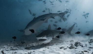 Stunning underwater shot of tiger sharks swimming among fish in the ocean depths.