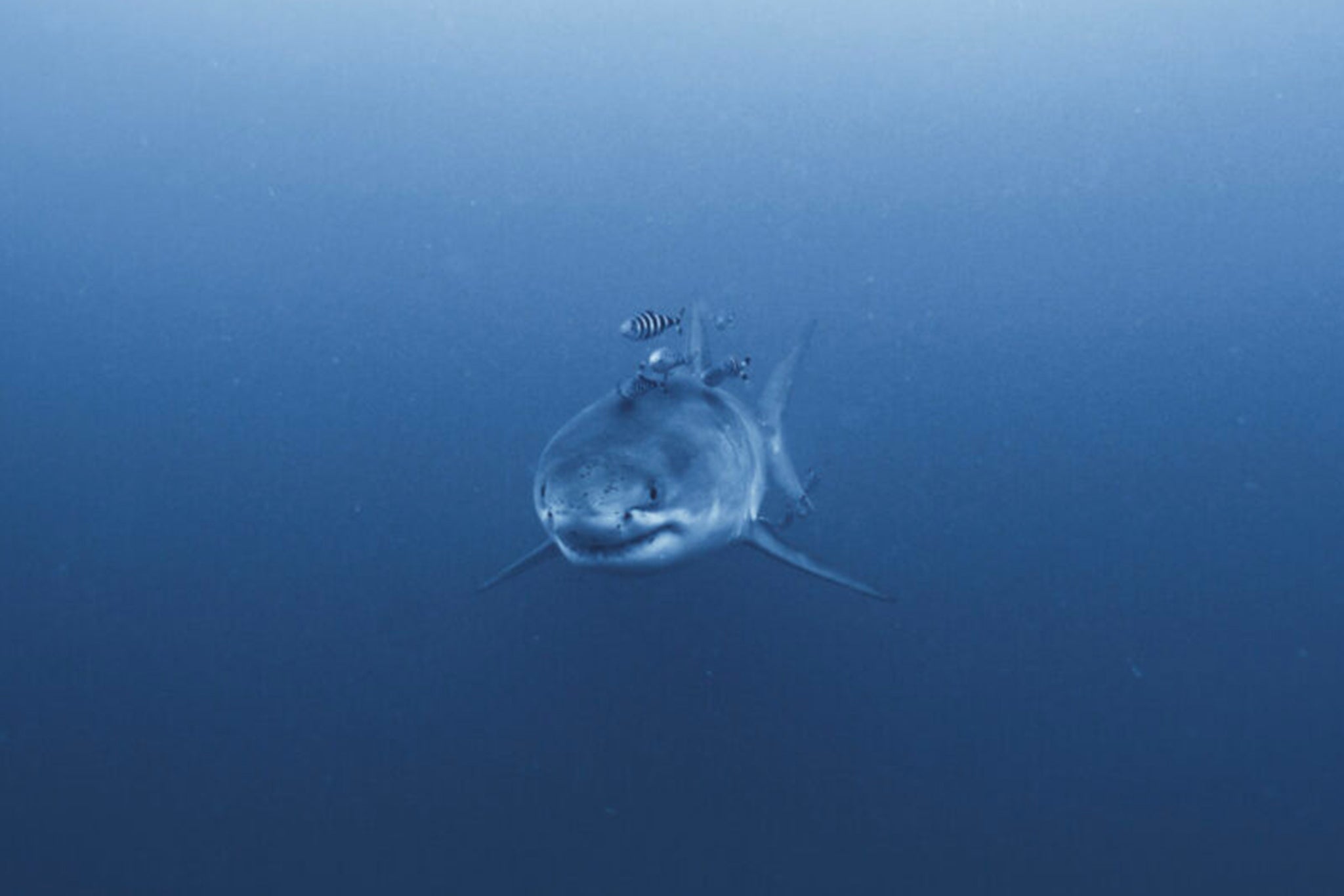 While there are a few hundred sharks in the Med, sightings are rare