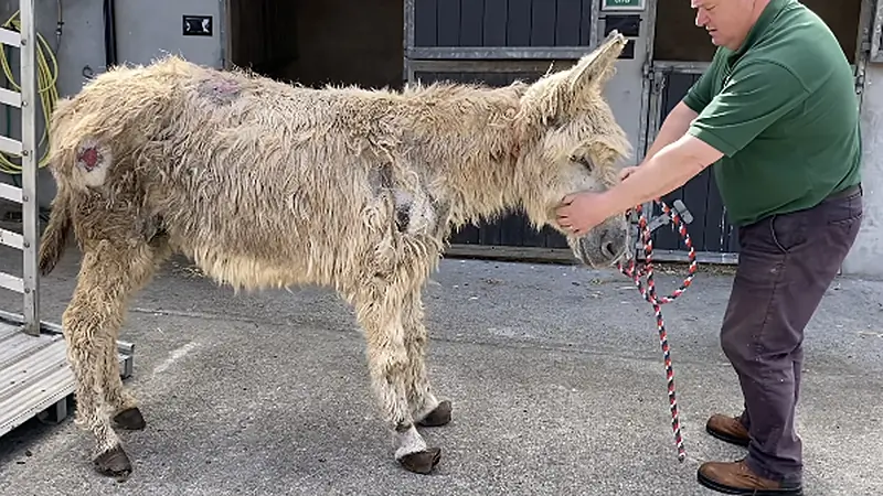 Sanctuary’s horror after wounded donkeys saved from ordeal
