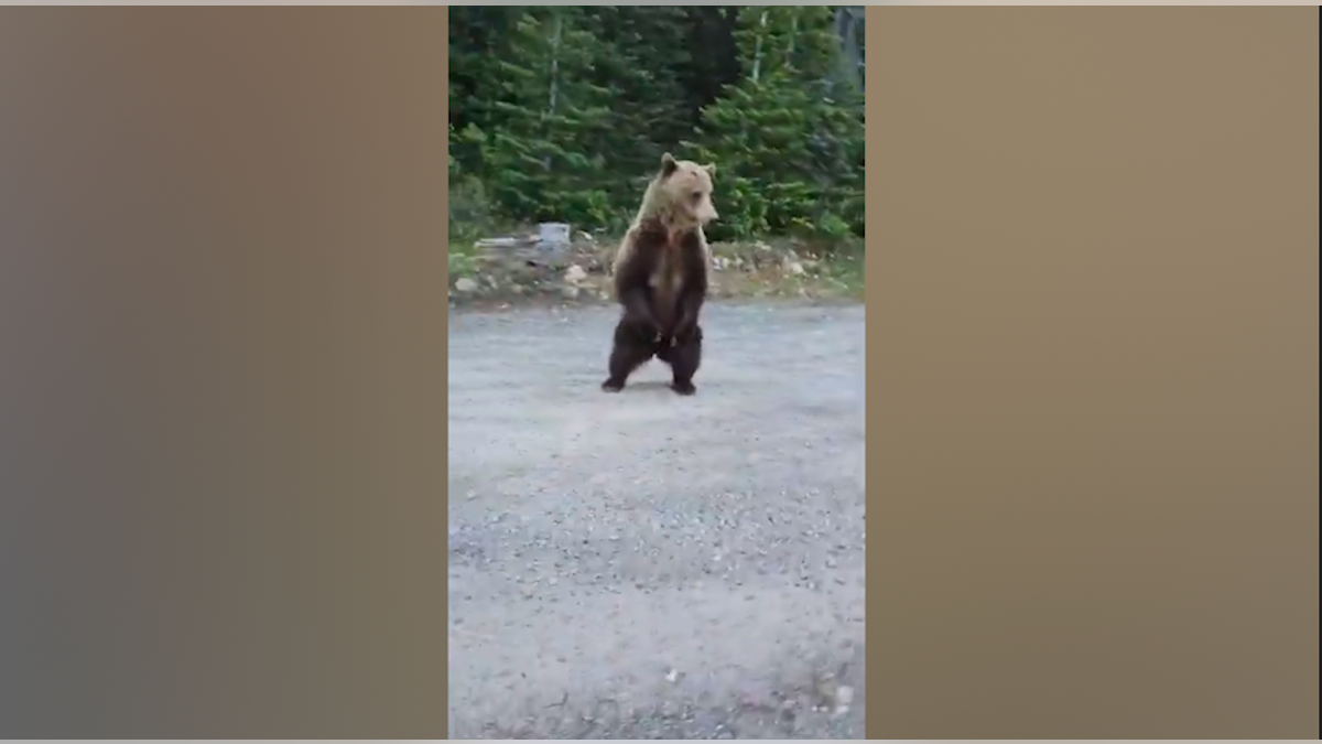 Bear rearing up