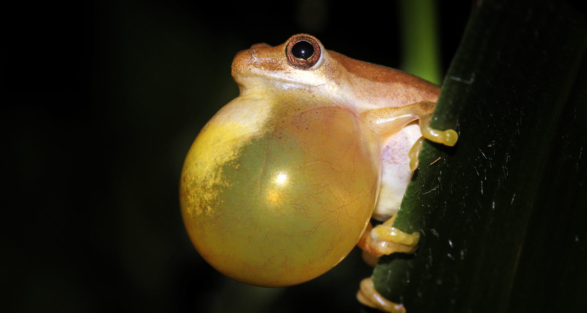 Animals share a vocal rhythm that dates back 340 million years