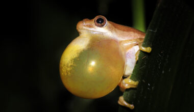 Animals share a vocal rhythm that dates back 340 million years