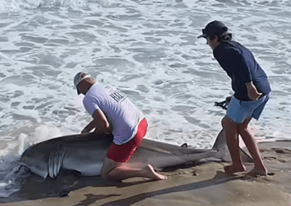 shark wrestle