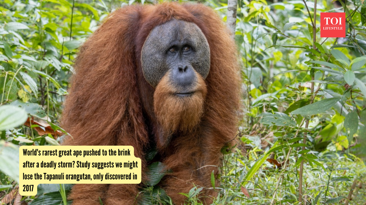 Photo via neprimateconservancy.org World's rarest great ape pushed to the brink after a deadly storm Study suggests we might lose the Tapanuli orangutan, only discovered in 2017 (1)