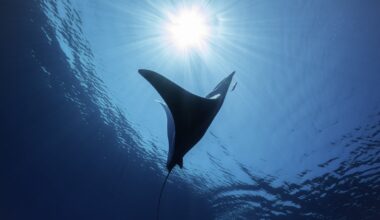 World's oceans break June heat record